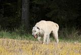 IRISH WOLFHOUND 083